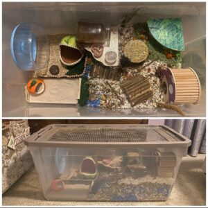 Image showcasing 35 Amazing Hamster Cage Ideas - ThePetEnthusiast